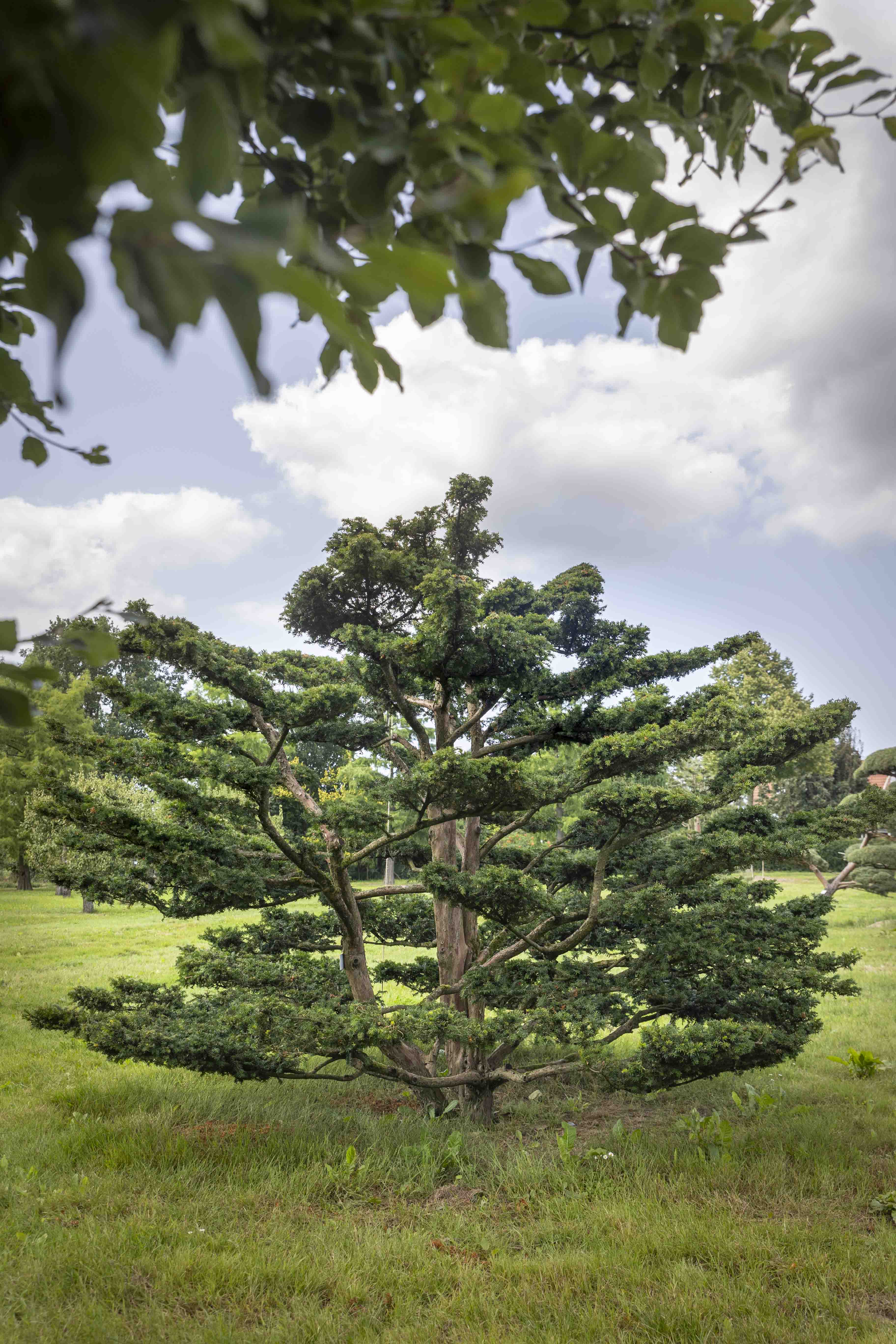 Taxus baccata Bonsai 